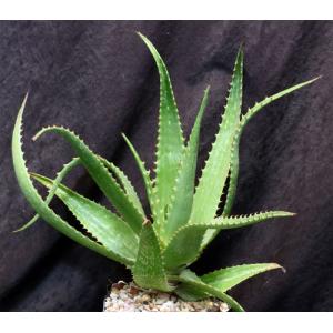 Aloe butiabana one-gallon pots