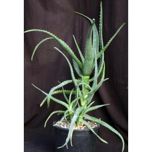 Aloe camperi 2-gallon pots