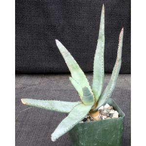 Aloe capitata var. capitata 4-inch pots