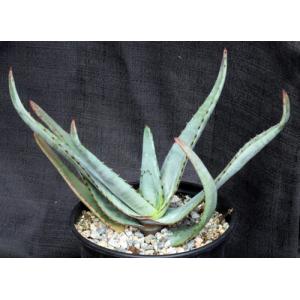 Aloe capitata var. quartziticola 6-inch pots