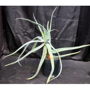 Aloe castanea 2-gallon pots