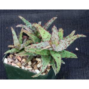 Aloe castilloniae 4-inch pots