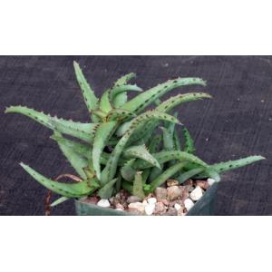 Aloe castilloniae (Castillon) 4-inch pots