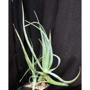 Aloe chaubaudii var. chaubaudii (Hwange form) one-gallon pots