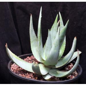 Aloe chaubaudii var. chaubaudii 3-gallon pots