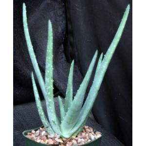 Aloe chaubaudii var. chaubaudii 5-inch pots