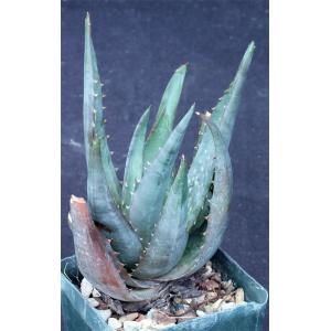 Aloe chaubaudii var. chaubaudii (Matopos form) 4-inch pots