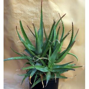 Aloe cheranganiensis 3-gallon pots