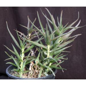 Aloe ciliaris var. ciliaris 2-gallon pots