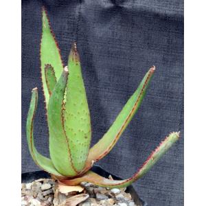 Aloe cipolinicola one-gallon pots