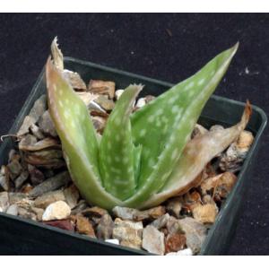 Aloe citrina 3-inch pots
