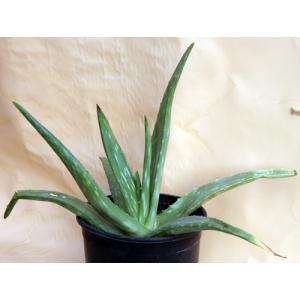 Aloe citrina 2-gallon pots