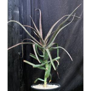 Aloe clarkei 2-gallon pots