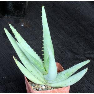 Aloe claviflora 5-inch pots