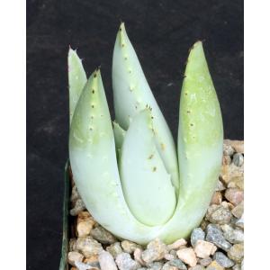Aloe claviflora 4-inch pots