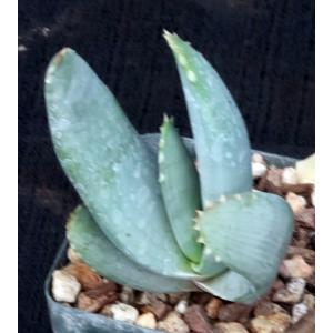 Aloe comptonii 4-inch pots