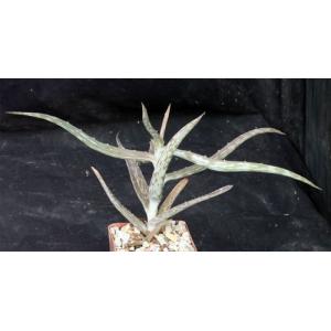 Aloe confusa 4-inch pots