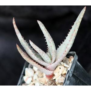 Aloe conifera 4-inch pots