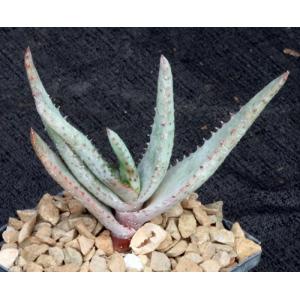 Aloe conifera 4-inch pots