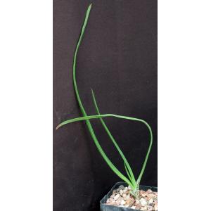 Aloe cooperi 4-inch pots