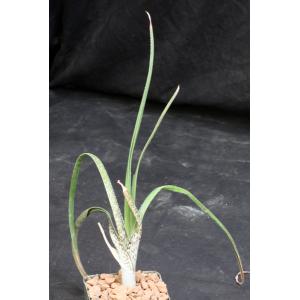 Aloe cooperi 4-inch pots