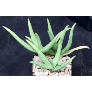 Aloe cremnophila 4-inch pots