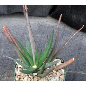 Aloe cv Black Beauty 5-inch pots