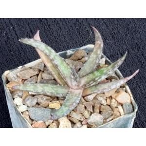 Aloe cv Blue Hawaii 3-inch pots