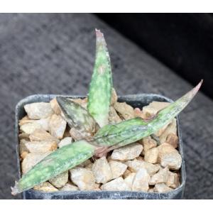 Aloe cv Blue Hawaii 2-inch pots