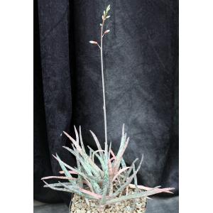 Aloe cv Blue Hawaii one-gallon pots