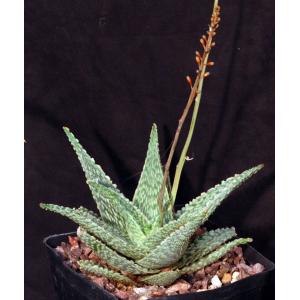 Aloe cv Bright Ember one-gallon pots