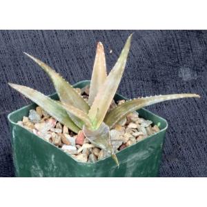 Aloe cv Bronze Beauty 4-inch pots