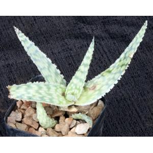 Aloe cv Delta Lights 2-inch pots
