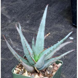 Aloe cv Diablo 4-inch pots