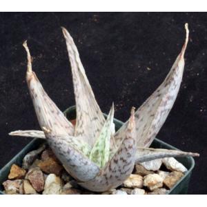 Aloe cv Doran Black 3-inch pots
