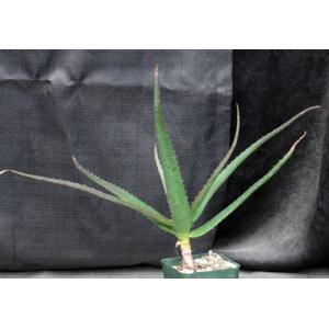 Aloe cv Goliath 4-inch pots