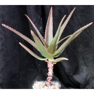 Aloe cv Goliath one-gallon pots