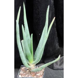 Aloe cv Hercules 5-inch pots