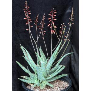 Aloe cv Mona Loa 2-gallon pots