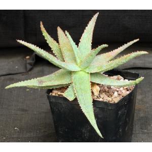 Aloe cv Orange Marmalade one-gallon pots