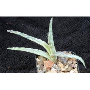 Aloe cv Pink Blush 2-inch pots