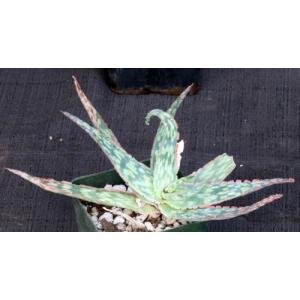 Aloe cv Pink Blush 4-inch pots