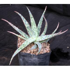 Aloe cv Pink Blush one-gallon pots