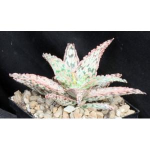 Aloe cv Pink Lace 5-inch pots