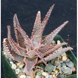Aloe cv Purple Haze 4-inch pots
