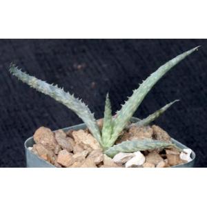 Aloe cv Raspberry Delight 2-inch pots