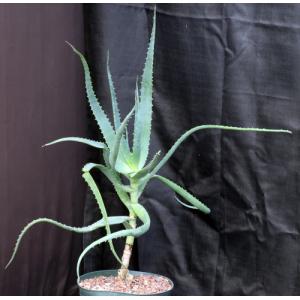 Aloe cv Scarlet Rockets 10-inch pots