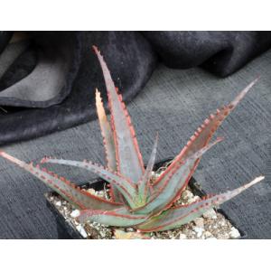 Aloe cv Swordfish 5-inch pots
