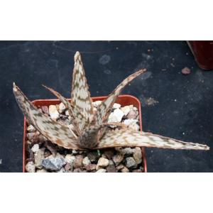 Aloe cv Wunderkind 4-inch pots