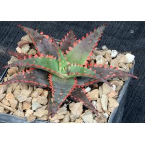 Aloe cv Christmas Sleigh 5-inch pots